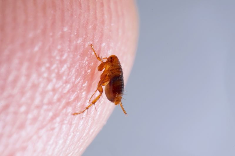 Flea Removal Promotions & Deals
