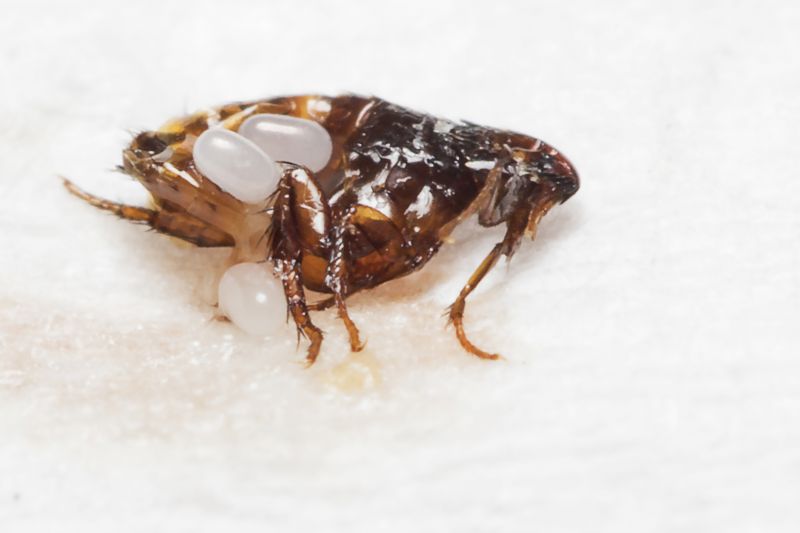 Service Locations for Flea Removal