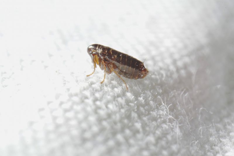 Flea Removal