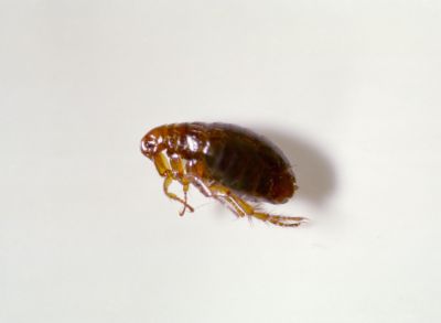 Flea Removal