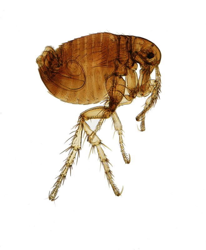 Flea Removal