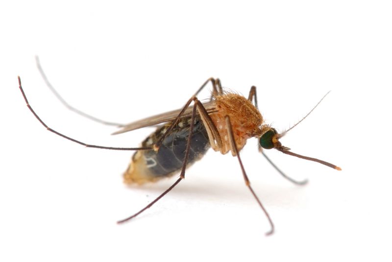Mosquito Control Service in Frisco, TX