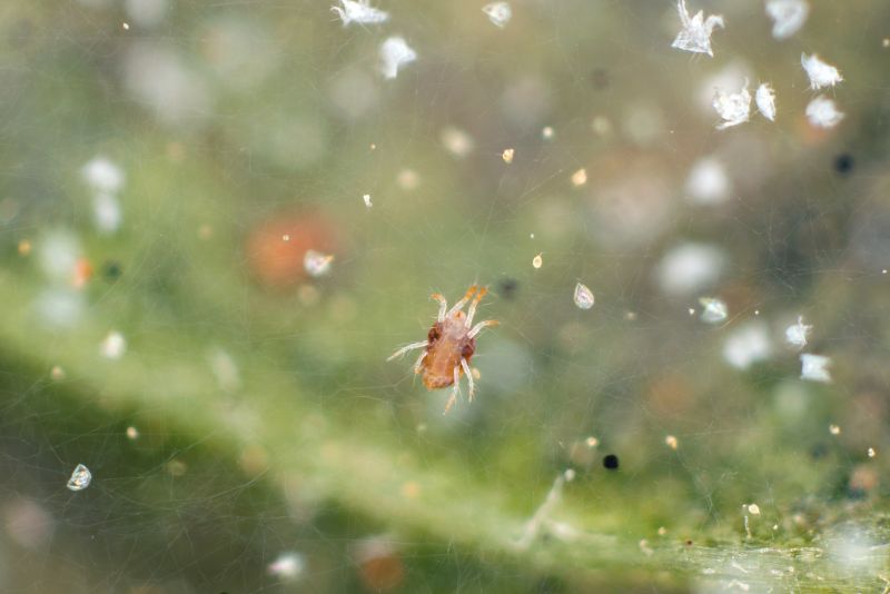 Mouse Spider Extermination in Mckinney, TX