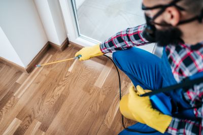 Mouse Spider Extermination in Rockwall, TX