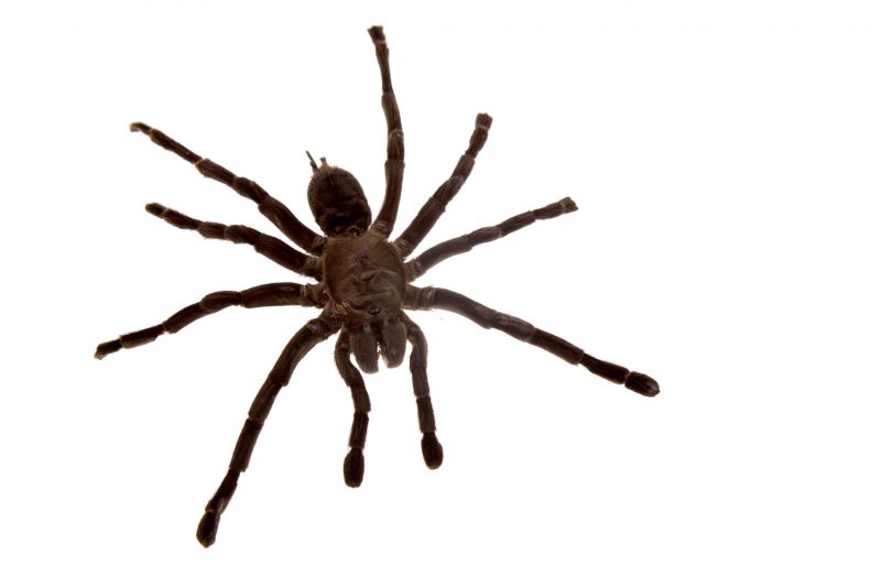 Spider Extermination Service in Fort Worth, TX