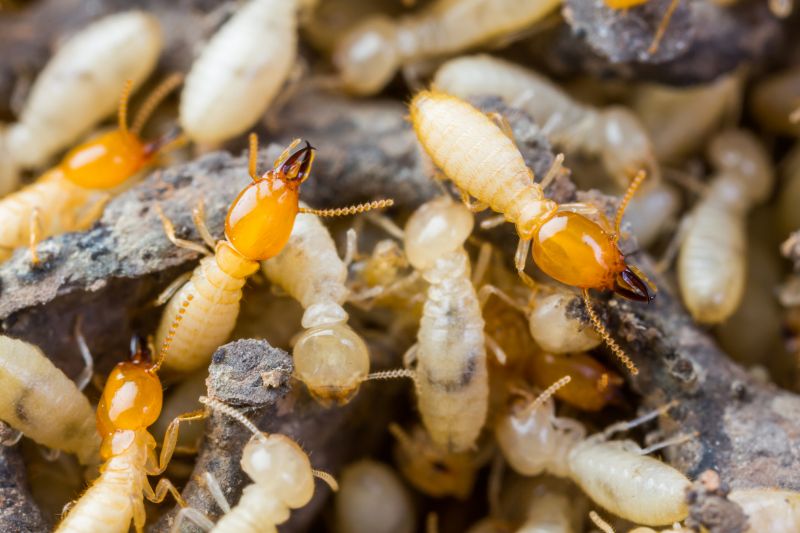 Termite Tenting in Kalamazoo, MI