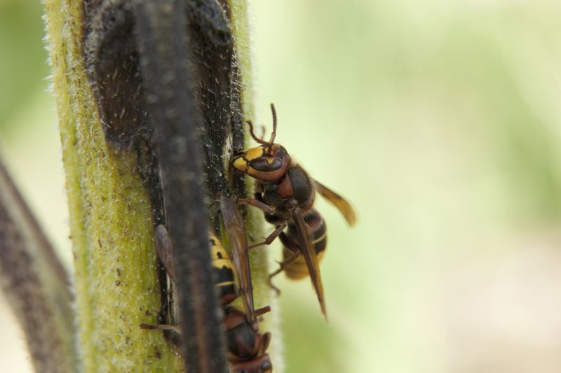 Wasp Extermination Service