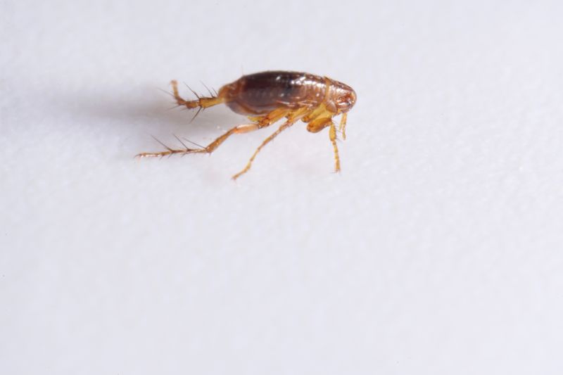 Removes fleas that can harm your pets and cause discomfort