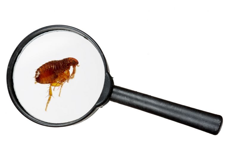 Eliminates fleas that can cause itching, allergies, and transmit diseases
