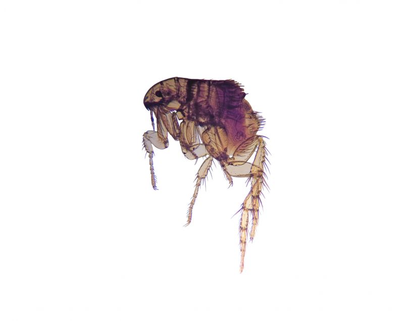 Professional treatment stops fleas from spreading throughout your home